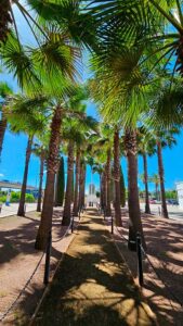 Palmeras-parque-empresarial